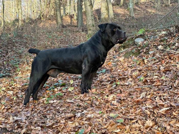 južnoafrički mastif boerboel štenci besplatni mali oglasi