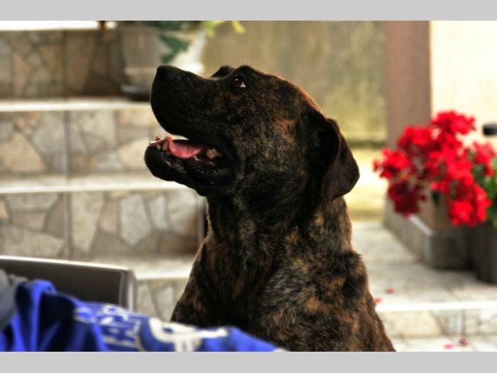 južnoafrički mastif boerboel štenci besplatni mali oglasi