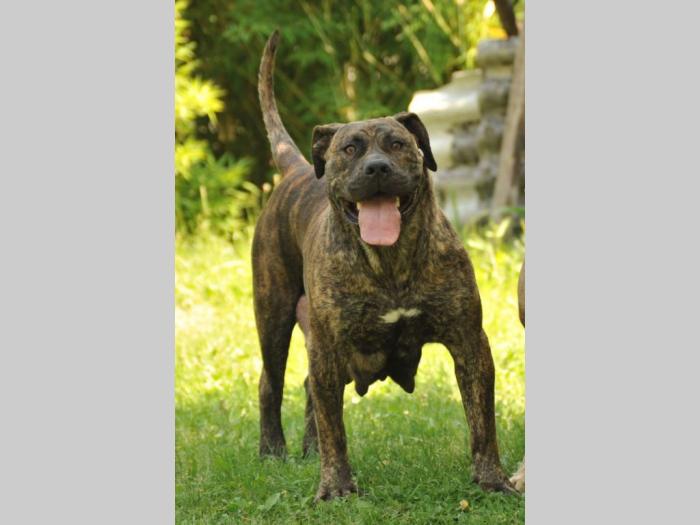 južnoafrički mastif boerboel štenci besplatni mali oglasi