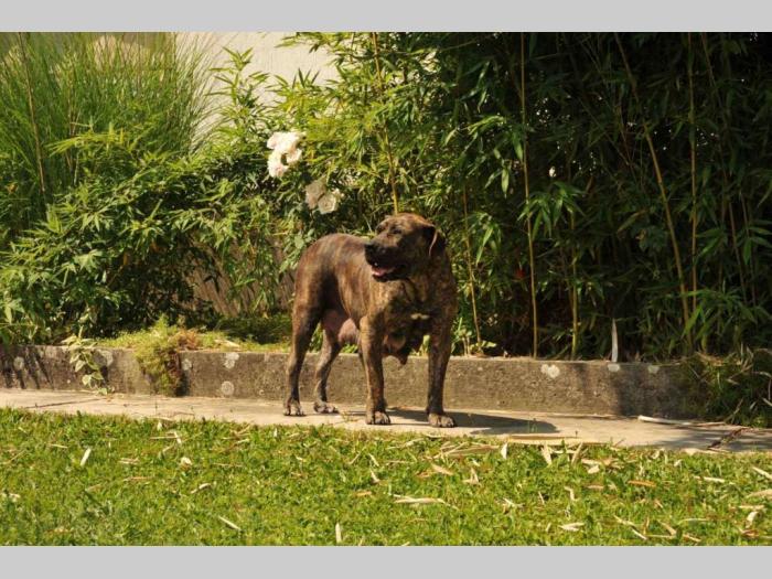 južnoafrički mastif boerboel štenci besplatni mali oglasi