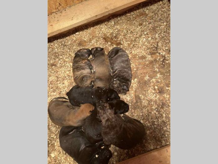 južnoafrički mastif boerboel štenci besplatni mali oglasi
