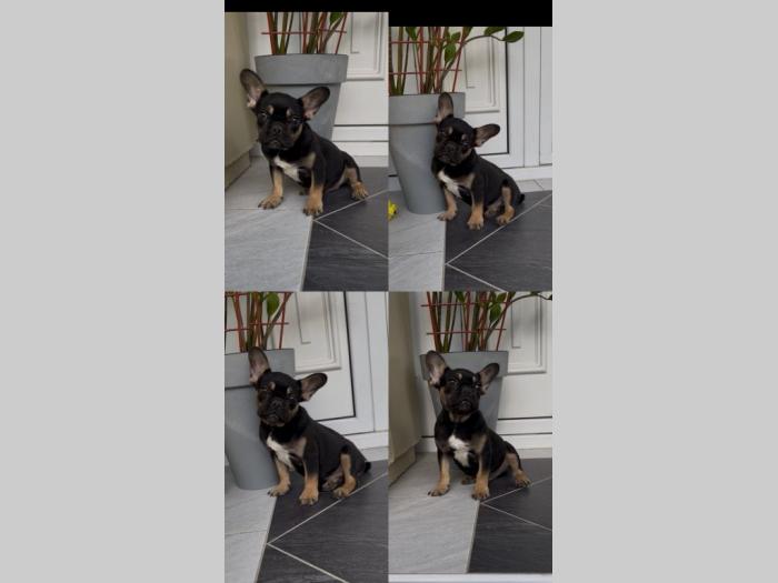 francuski buldog muško štene besplatni mali oglasi