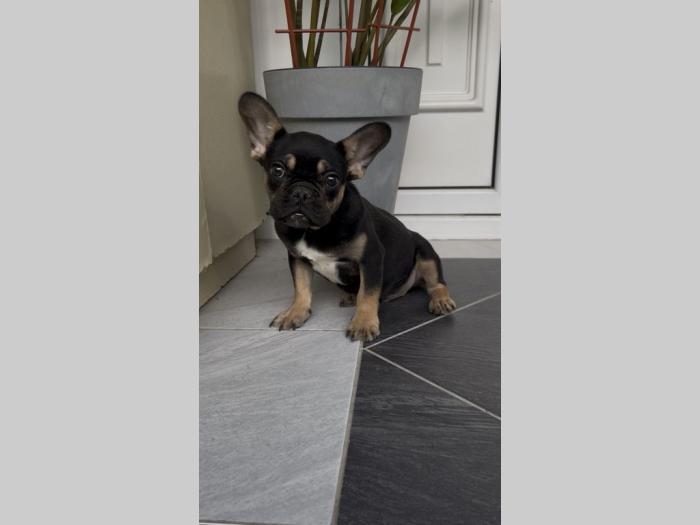 francuski buldog muško štene besplatni mali oglasi