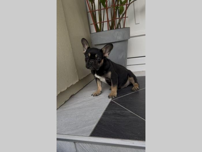 francuski buldog muško štene besplatni mali oglasi