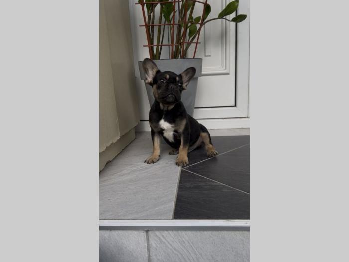 francuski buldog muško štene besplatni mali oglasi