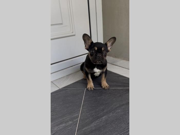 francuski buldog muško štene besplatni mali oglasi