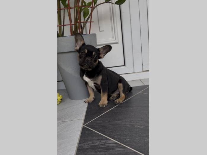 francuski buldog muško štene besplatni mali oglasi