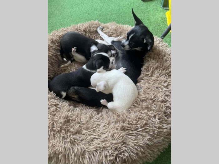 čivava prelepa štenad besplatni mali oglasi