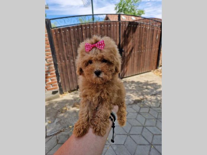 pudle toy pudle besplatni mali oglasi