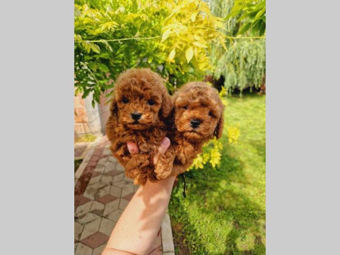 pudle toy pudle besplatni mali oglasi