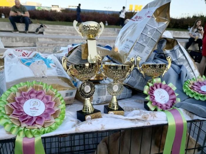 zlatni retriver prelepi štenci besplatni mali oglasi