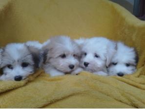 coton de tulear (tulearski pas) štenci besplatni mali oglasi