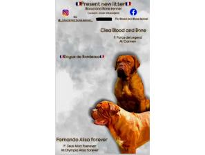 dogue de bordeaux štenci besplatni mali oglasi